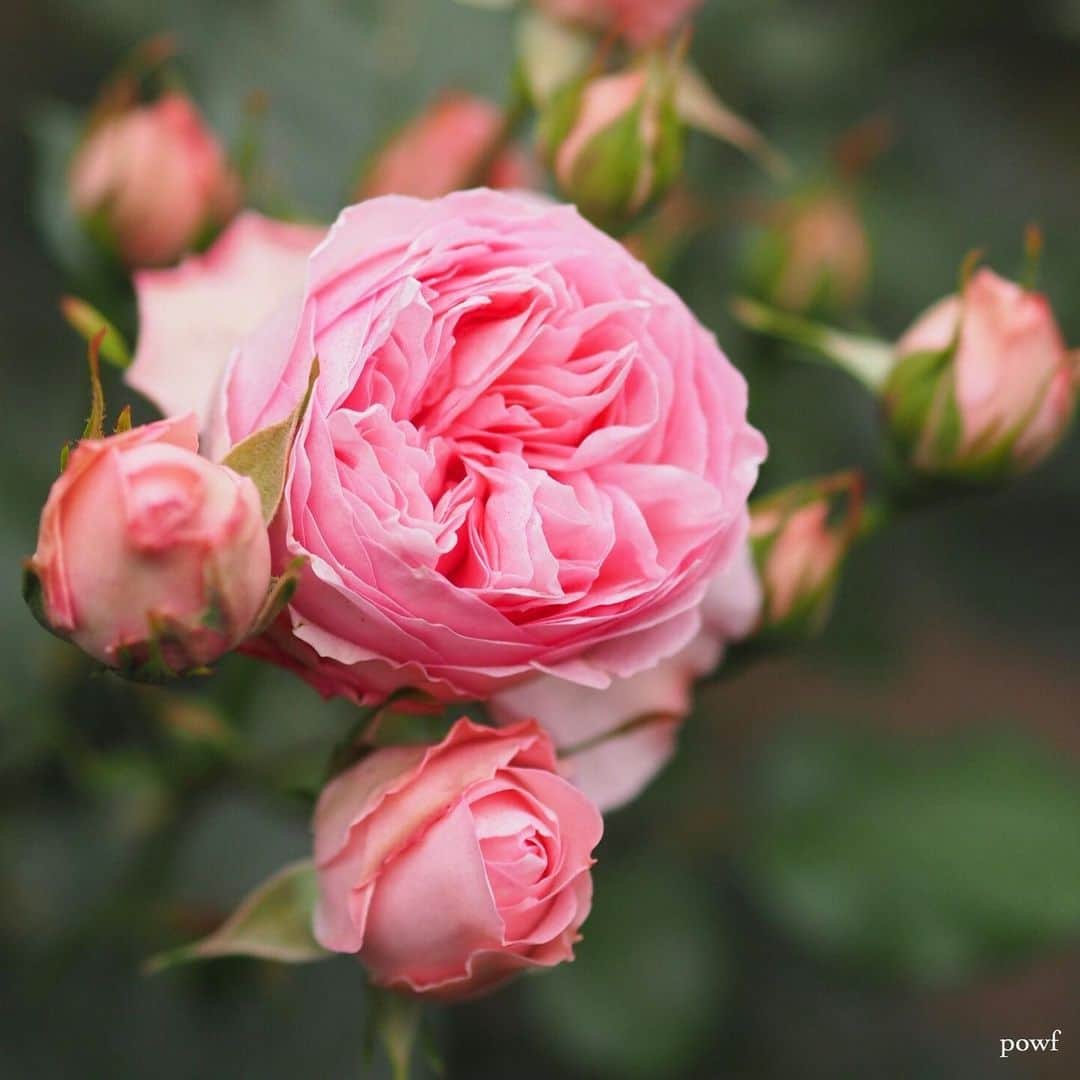 anemone_69のインスタグラム：「. 去年のバラ . #rose #バラ #薔薇 . . .」
