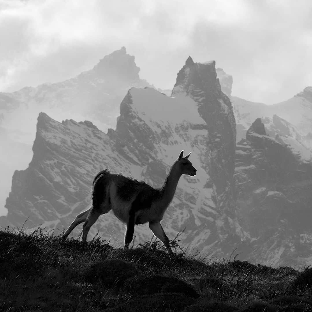 National Geographic Travelさんのインスタグラム写真 - (National Geographic TravelInstagram)「Photo by @daisygilardini | This picture shows the silhouette of a guanaco, with the Torres del Paine granite peaks in the background. Guanacos, llamas, alpacas, and vicuñas are all part of the same biological family, Camelidae, together with dromedary camels and Bactrian camels. Camelids have distinct characteristics. They don’t have horns or hooves. Instead, their two-toed feet have toenails and soft pads. Their lips are split into two independent and separately mobile parts. And they all spit when angry. DNA testing has shown that llamas are domesticated guanacos, while alpacas are domesticated vicuñas. Guanacos and llamas have coarse hair, while vicuñas and alpacas have the most sought after wool in the world.  Follow me @DaisyGilardini for more images and stories behind the scenes. #guanaco #Patagonia #Torresdelpaine」6月17日 21時08分 - natgeotravel