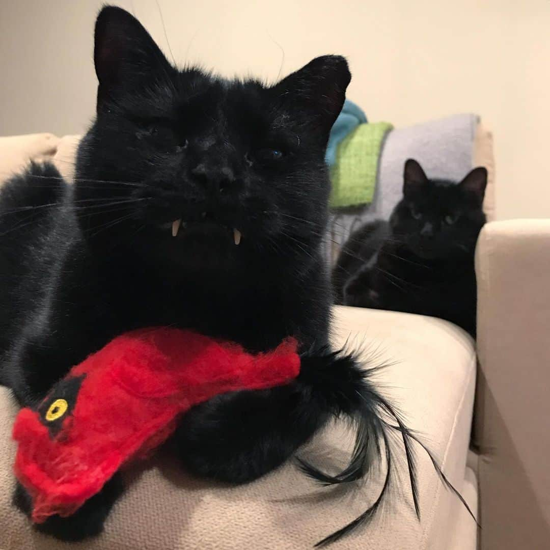 セルジオさんのインスタグラム写真 - (セルジオInstagram)「The early Monkey gets the bird #breakfastisserved 🐧 . . #monkey🐒 #sweetbean #goodmorningfriends #furfamily #catsofinsta #couchcat #vampirecat #igcats #blackcatsofinstagram #blackcats #igkitty #catsofig #rescuecats #myfurbabies #catslife #cattoys #monkeybusiness #teef #cutecatcrew #cutecatsofinstagram #catsofinstagram #9gagcute #buzzfeedcats #catmom #catmomlife #sillycats #coicommunity #happycatclub #catsdoingthings」6月17日 21時06分 - monkandbean