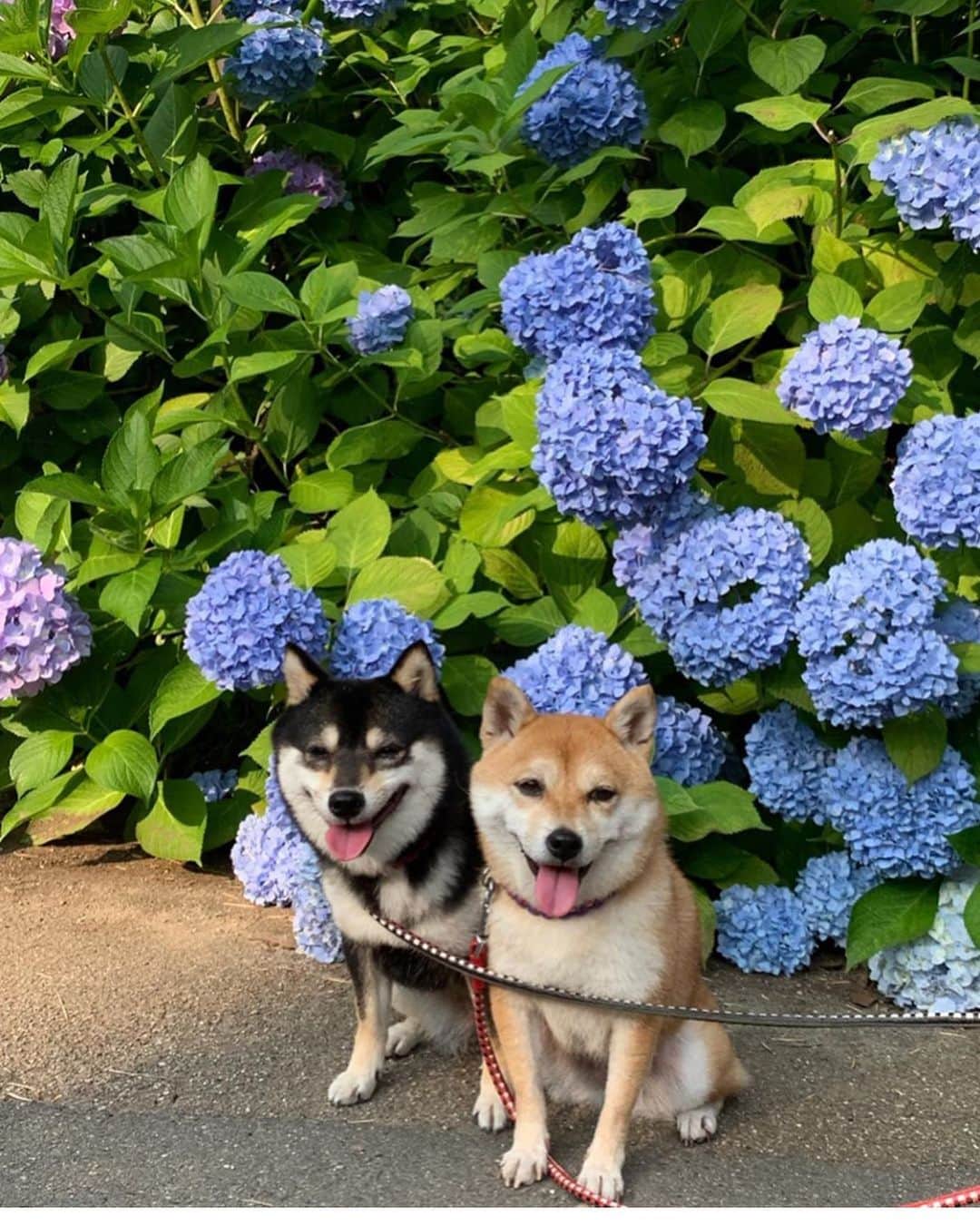 豆柴なつ&ふゆのインスタグラム