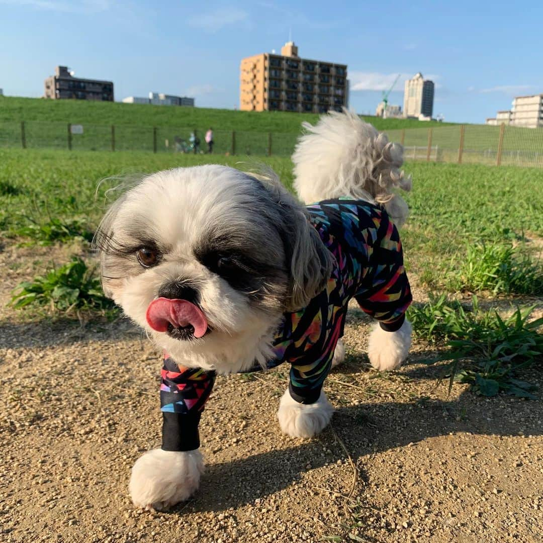 いくらさんのインスタグラム写真 - (いくらInstagram)「数ヶ月振りに河川敷のドッグランまでお散歩🐶🐾 ・ 久しぶりなので喜んで走り回るかなーと期待していたんだけど… ・ ボーッ突っ立って全然遊ばず🤣🤣🤣 ・ 早めに帰ろうかと思ったら“幹ちゃん”登場🐶💕 ・ いくらもテンション上がって喜んでたよ🤗💕 ・ 幹ちゃん、遊んでくれてありがとう🐶🐾 ・ 幹ちゃんママ、素敵な写真ありがとう📸✨ ・ 写真撮れなかったけど遊んでくれたお友達もありがとうございました💕 ・ ・ #シーズーズ #ドッグラン #夕焼け ・ ・ #シーズー #シーズー好き #シーズー犬好き部 #シーズー大好き部 #いぬのいる暮らし #愛犬 #ロングまつ毛ワンコの会 #いぬのきもち部 #いぬのきもち #鼻ぺちゃ犬 #短足犬 #shitzu #shitzumania #shihtzuclub #shihtzuloves #shihtzulovers #エブリドッグ」6月17日 21時44分 - i_am_ikura