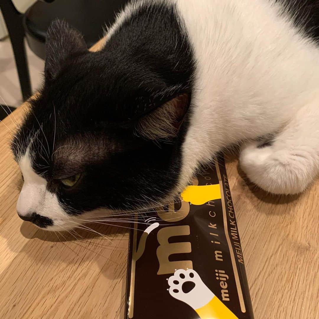 猫ラボさんのインスタグラム写真 - (猫ラボInstagram)「チョコレートをあたためるお仕事（やめろください  #猫にチョコレートはダメです」6月17日 22時02分 - nekolabo