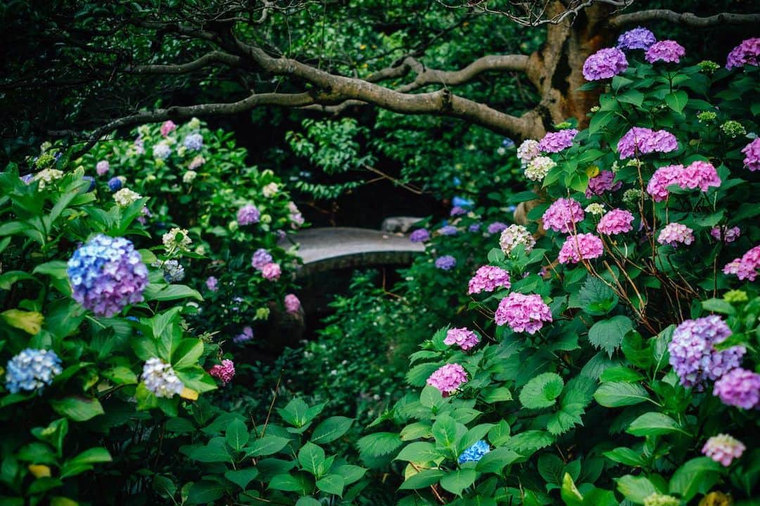 京都いいとこフォトさんのインスタグラム写真 - (京都いいとこフォトInstagram)「. 智積院の紫陽花。 かわいらしいハート型の紫陽花を見つけることができますよ。 . Hydrangea blooming in Chishakuin. You can find pretty heart-shaped hydrangeas. . Location : #智積院 #chishakuin Photo : @kohei713 Date : 2020.6.13 .」6月17日 22時05分 - kyoto_iitoko