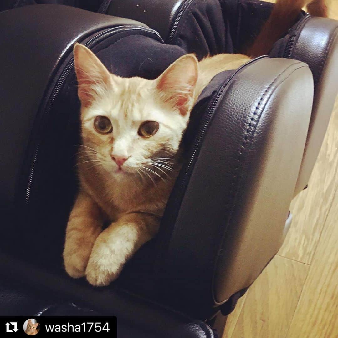 のインスタグラム：「【#ねこは人を笑顔にする】❣️ あのぅ…あのぅ〜…マッサージチェア使いたいんですけど〜…😂 @washa1754 さん、ありがとう🤪🎵 #Repost @washa1754 with @make_repost ・・・ 挟まるのが好き😻😆 ナナちゃん窓辺かここかケージの３階がお好みのようです😴 ステイホームで子猫ちゃんたちはあっという間に新しいお家に行ったけど、大人猫さんはなかなか見つからないね😹 でもゴロゴロスリスリいい子ちゃんのナナちゃん😽ゆっくり素敵なお家を探そうね🏡 。 #里親募集中  #stayhome には#猫ちゃん でしょ #茶トラ #保護猫 #保護猫を家族に #可愛い猫 #猫 #猫好き #猫バカ #neko_magazine #猫びより #nyancon01 #にゃんすたぐらむ #にゃんちゅーぶ #ねこのきもち #まいにちニャーニャー #ニャン友 #2020年は猫年 #ねこは人を笑顔にする #猫あるある #はさまる猫 #部屋ねこmiawmiaw2020」