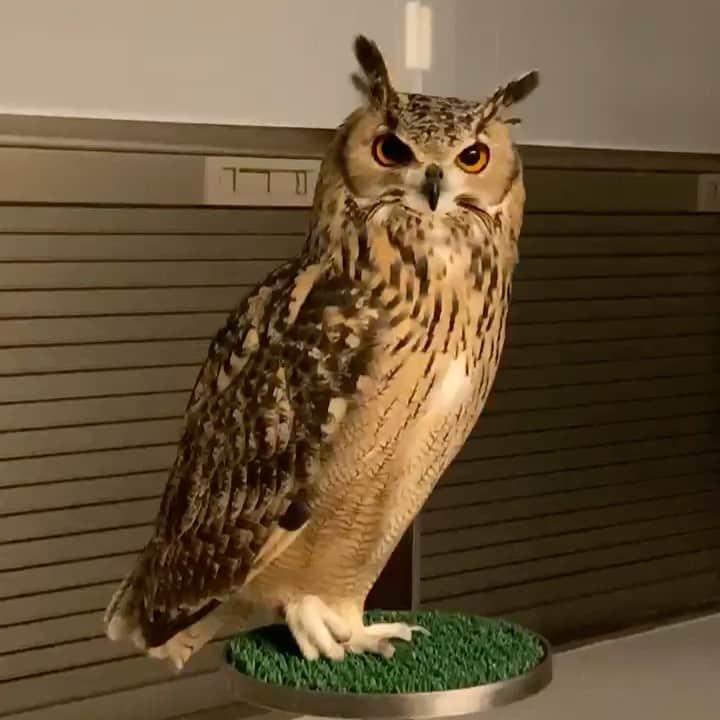 GEN3 Owlのインスタグラム：「会話してる Talking #owl #owlgaru」