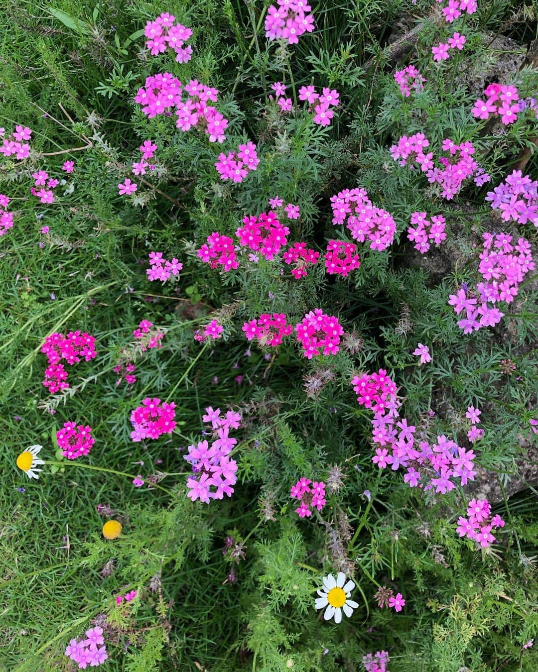 イム・スジョンさんのインスタグラム写真 - (イム・スジョンInstagram)「🤍🌸❤️🌼」6月17日 22時11分 - soojunglim_