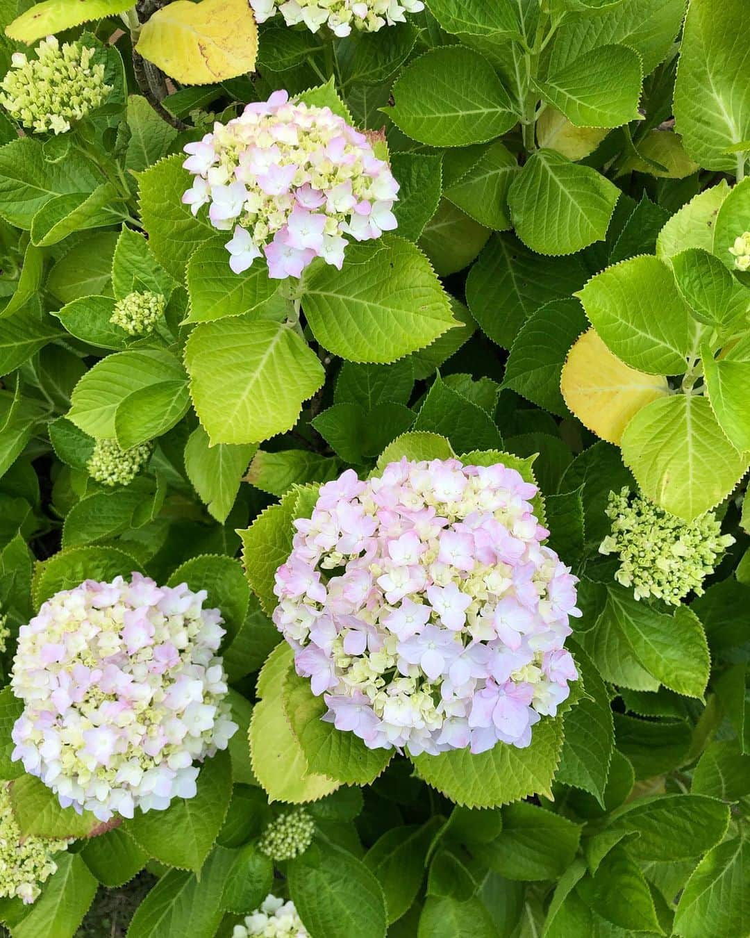 イム・スジョンのインスタグラム：「🤍🌸❤️🌼」