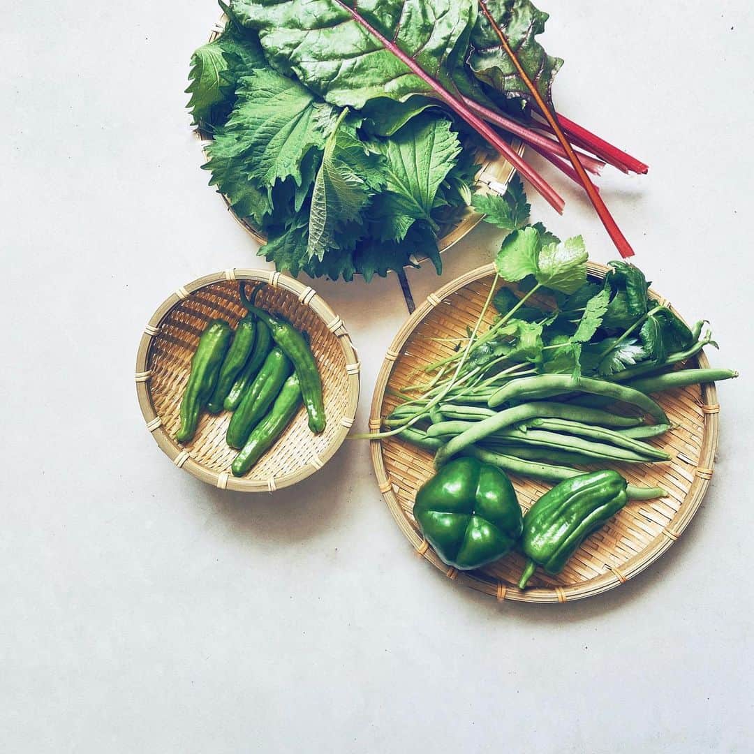 Chinamiさんのインスタグラム写真 - (ChinamiInstagram)「Today's harvest🥬 #vegetables #homegarden  深い緑や優しい緑、 濃淡の差異にグッとくる緑 自然に芸術を感じる瞬間🌱 . #野菜 #自家栽培」6月17日 22時14分 - chinamiphoto