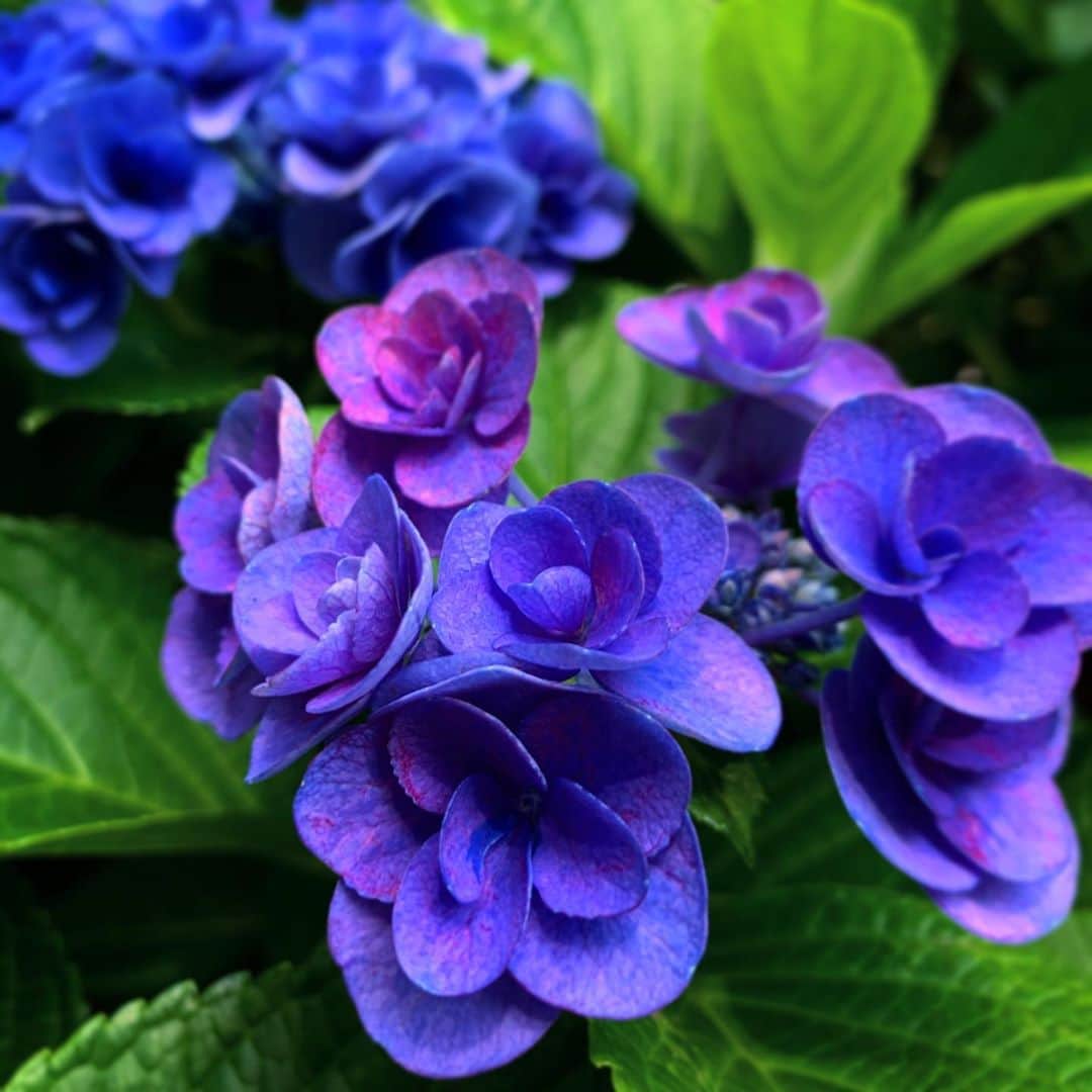 宍戸留美のインスタグラム：「#紫陽花 #紫 #purple #flowers #hydrangea #rain #梅雨」