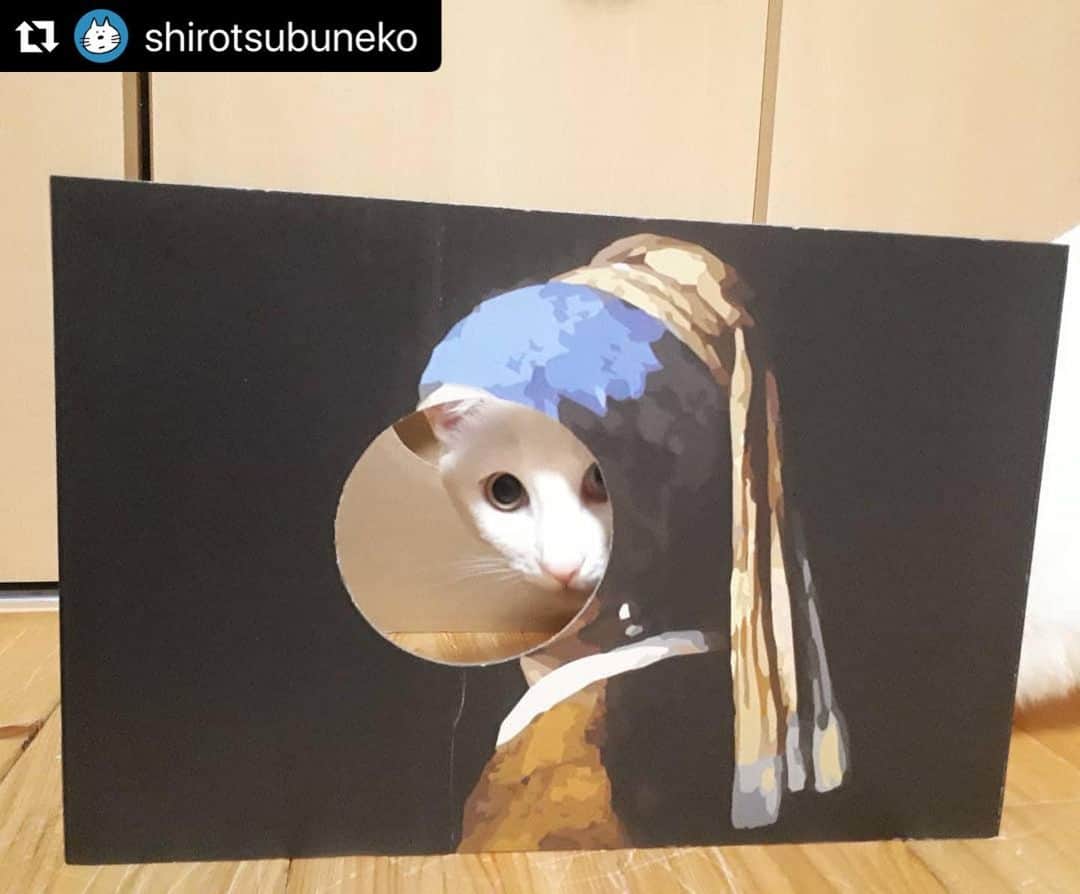 のインスタグラム：「【#ねこは人を笑顔にする】❣️ 😂😂😂😂😂💦 お笑い隊長 @shirotsubuneko さん、ありがとう😂👍🏻💓💓💓 #Repost @shirotsubuneko with @make_repost ・・・ . 中々上手くいかない。 でも多分努力不足、、笑 リベンジしたい。 つぶは別部屋で窓チェック中🐱  #ねこ #おうち時間 #猫とおうち時間 #ニャン友 #ねこのいる生活 #ねこのきもち #ねこは人を笑顔にする #ねこすたぐらむ #ペコねこ部 #猫 #猫部 #猫バカ #猫がいる幸せ #しろねこ #catsofinstagram #cats #stayhome #にゃーぐらむ #nekoclub #真珠の耳飾りの少女 #johannesvermeer #顔はめパネル」