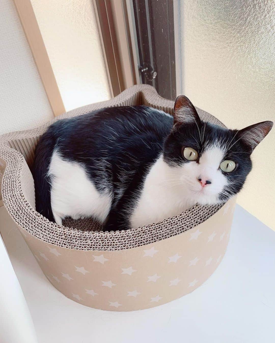 みはとのインスタグラム：「こちら最近お気に入りの 猫型ダンボールベッドです🐈 ・ 実家のちゃちゃくんのダンボールベッドに入って 我が物顔で寝てたので ママさんが買ってくれました🐱💕 ・ ・ ・ #猫型 #ダンボールベッド  #すっぽりはまる猫  #可愛い #ここでずっとお外見てる #ねこちゃん  #ダンボールには  #とりあえず入るよね #紙袋もね  #写真増やさないと  #完全に  #ねこすたぐらむ  #になってしまう #笑  #nyanstagram  #はちわれにゃんこ  #白黒猫」