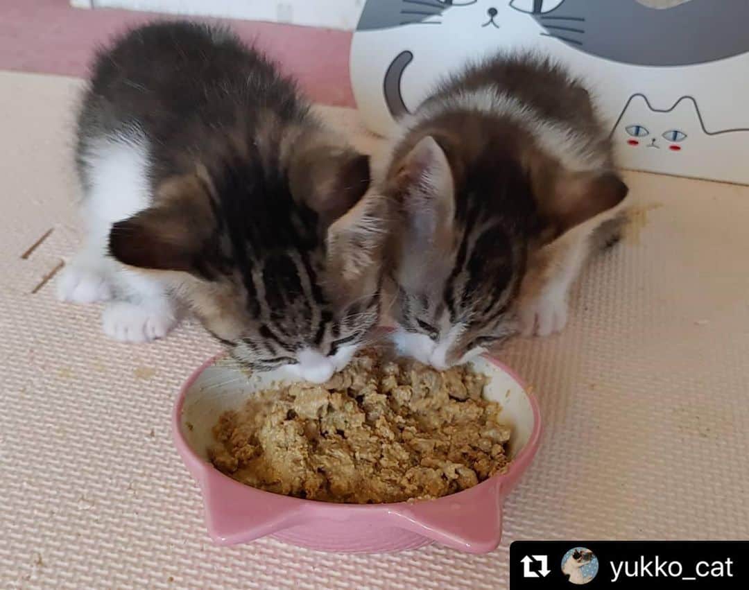 ねこのインスタグラム