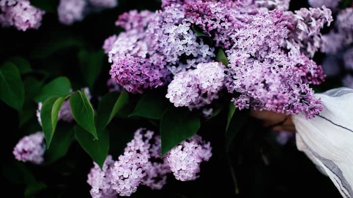 Linda Lomelinoのインスタグラム：「I finally finished this lilac syrup video 😬 Better late than never and you can always save it for next lilac season! The full video is up on my Youtube, and you can find the link in my profile 💜🌿」