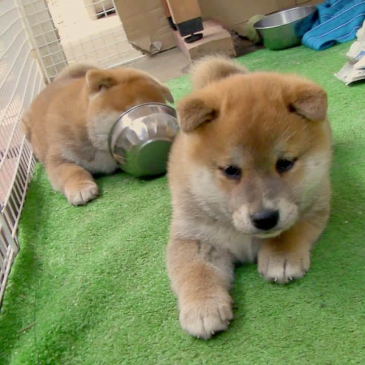 Hanamichi ＆ ℕㆁℜ〡ｋㆁ♡のインスタグラム：「Hanamichi and his brother in childhood（2010）☺️☺️ あーーーかわいい！  #柴犬 #しばいぬ #子犬 #わんこ #dog #shiba #puppy #love #cute #adorable #pretty #kawaii #lovely #pet #family #ilovemydog #いぬら部 #犬バカ部 #dogstagram #petstagram #webstagram #hubdogs #instagramhub #igers #instagood #instagramer #photooftheday #可爱 #小狗 dogofthedayjp #dailypuppy」