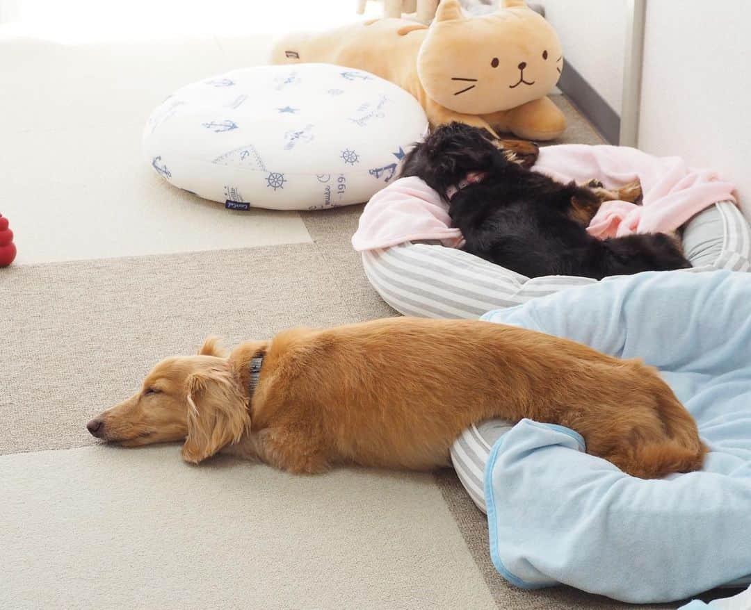 Sora Momoさんのインスタグラム写真 - (Sora MomoInstagram)「お昼寝そらともも🐶🐾🐶 ☺︎ 今日は控えめに飛び出してみました🐶🐾 ☺︎ #胴長っ#お昼寝#毎日飛び出す#寝相悪過ぎ#今日は控えめに #伸びて寝たい#仲良し#そらともも #ダックス#ミニチュアダックス #dachshund #miniaturedachshund」6月17日 23時06分 - teratera_sorapu_