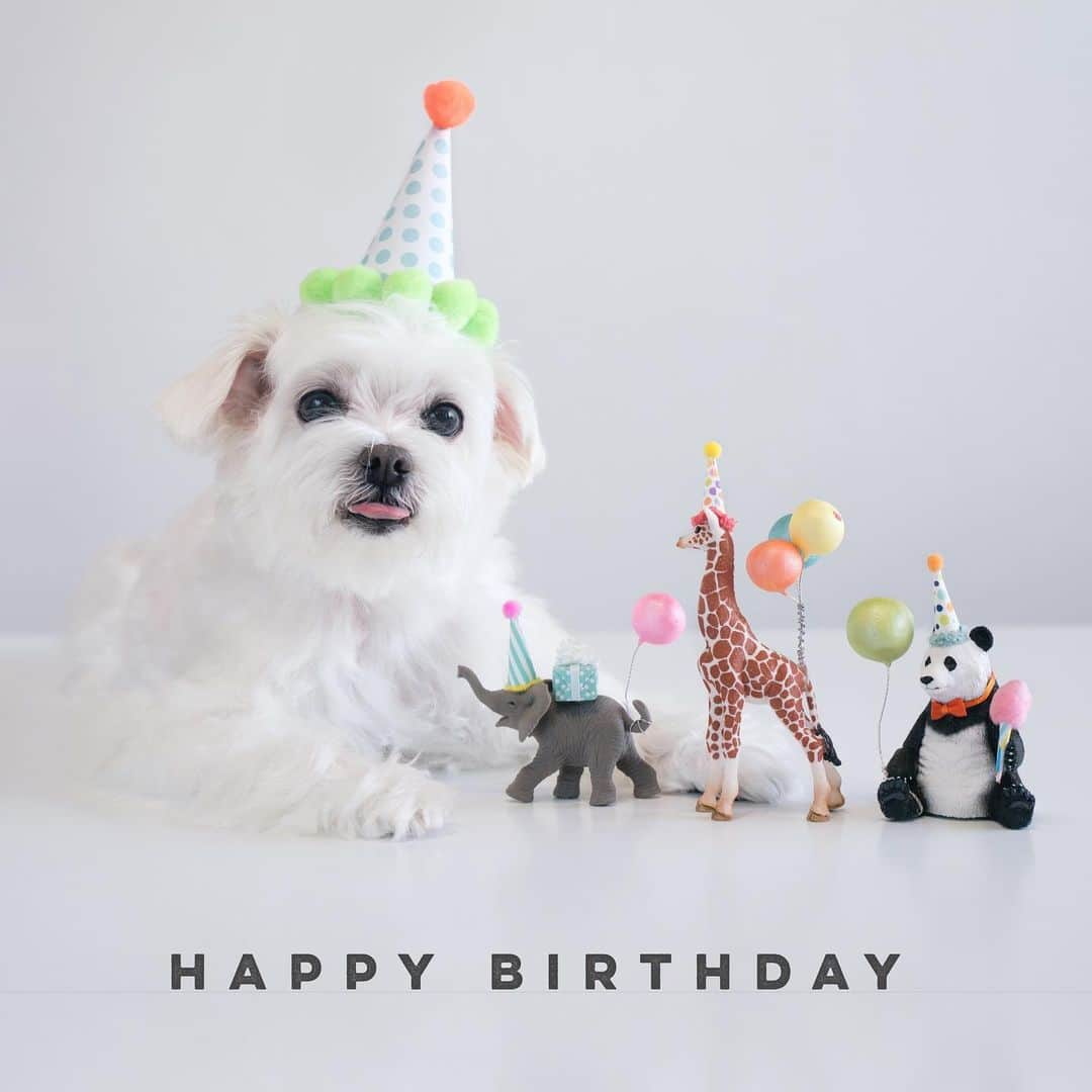 hi.arodさんのインスタグラム写真 - (hi.arodInstagram)「It’s my 10th birthday🥳! Alas... getting more white hairs🤪but that’s ok!  I’ll try to stay young and healthy💪😉 ・・・ #happybarkday#birthdayboy#10yearsold#10thbirthday#birthdayboy🎉#itsmybirthday#happybirthdaytome🎉#happybirthdaytome#mybirthday🎂#mybirthday#mybday#anotheryearolder#itsmybirthday🎉#happybday#bdayboy#hbday#dogbirthday#dogpawty#partydog#pawty#pawtytime#pawtycrewpals#sugarhippo9#maltese#maltipoo#morkie#maltipom#whitepomeranian#americaneskimo#shihtzu」6月17日 23時16分 - hi.arod