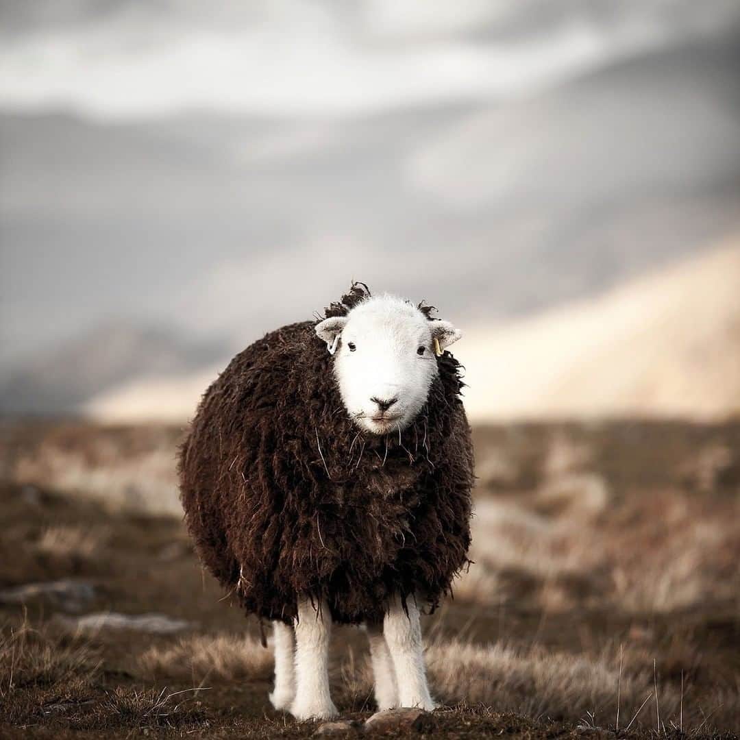 Discoveryさんのインスタグラム写真 - (DiscoveryInstagram)「A Herdwick sheep doing a very good impression of a toy sheep. .  Photo + Caption: Black Crag (@black.crag) . #sheep #herdwicksheep #UK #naturephotography #animalportrait #potd #animalcrossing #babyanimal」6月17日 23時30分 - discovery