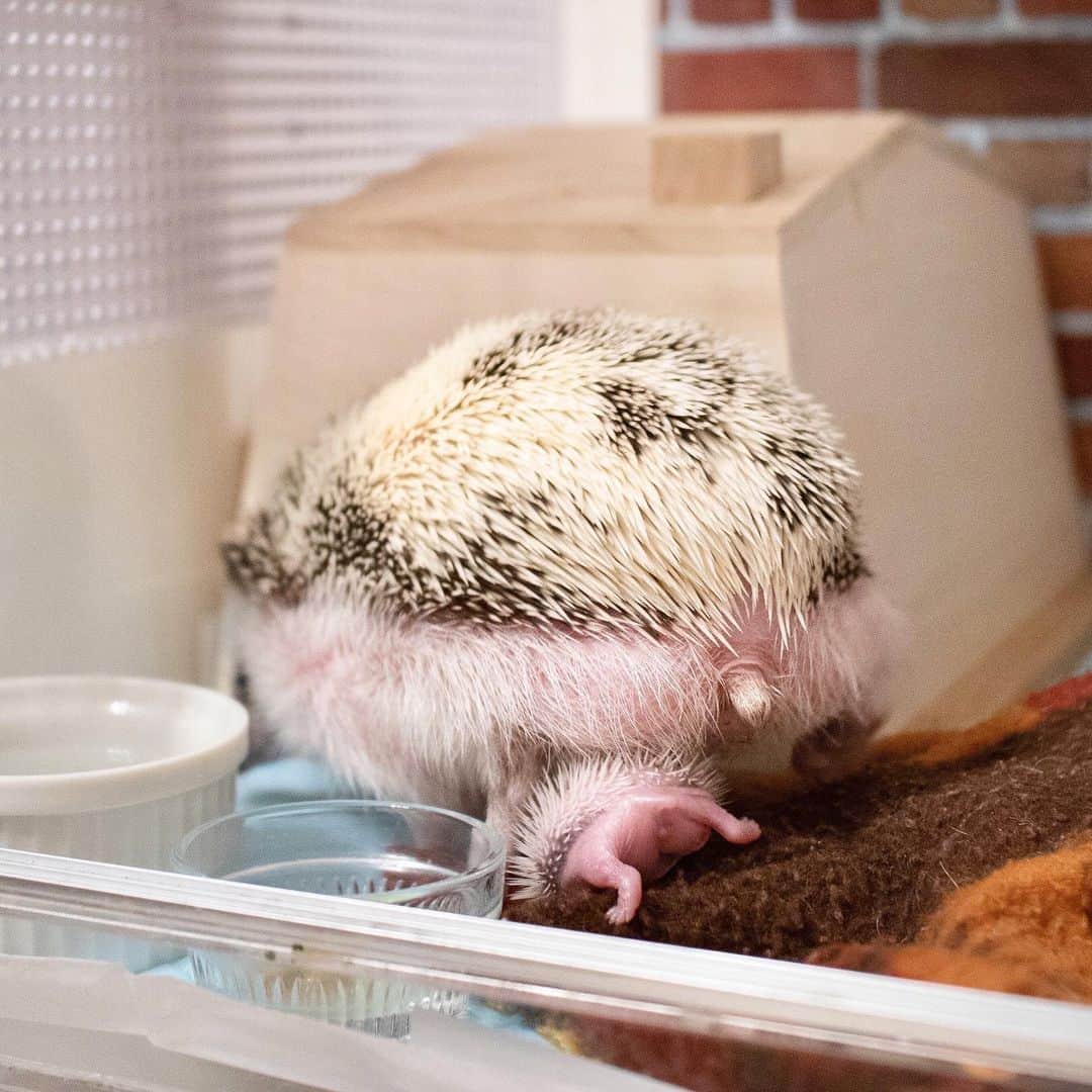 ダーシーのインスタグラム：「Today is the first birthday of Chopin's daughter Lani🥳🎉 Thank you for growing up healthy✨ I love you with all my heart🦔💝」