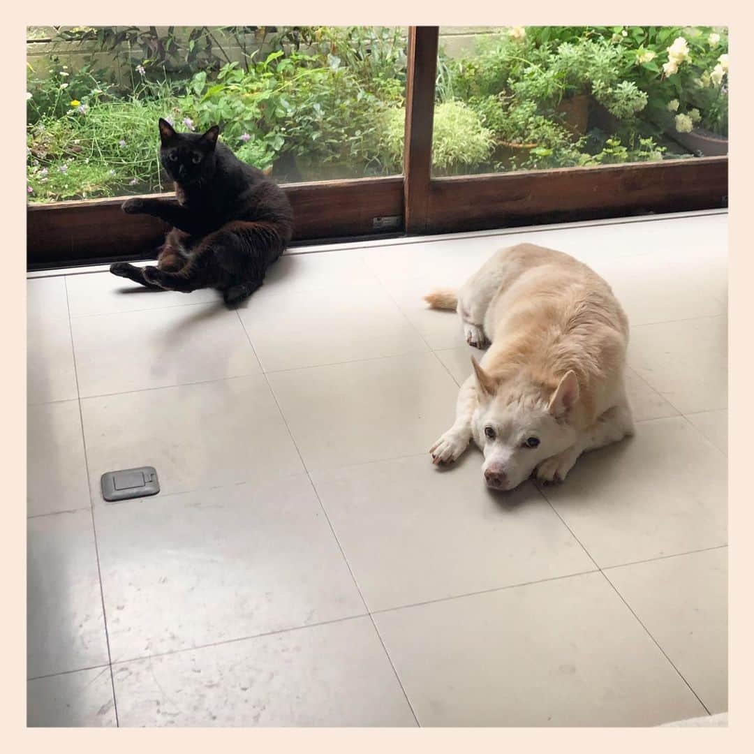 パンといっぴきのインスタグラム：「#元保護犬 #雑種犬 #犬と猫 #黒猫 #catanddog #crossbreed #blackcat #元野良猫」