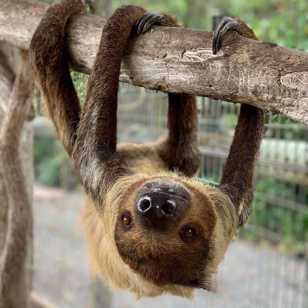 Zoological Wildlife Foundationさんのインスタグラム写真 - (Zoological Wildlife FoundationInstagram)「Let’s have a contest who can hold on the longest 🦥」6月17日 23時46分 - zwfmiami
