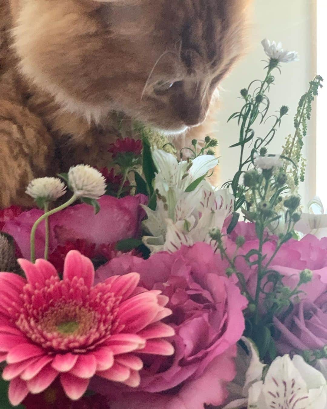 森田涼花のインスタグラム：「💐」