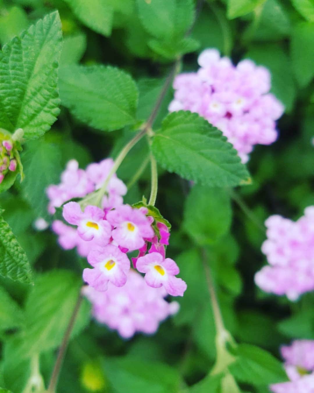 のインスタグラム：「梅雨に咲く花🌹紫陽花だけじゃないのね。」