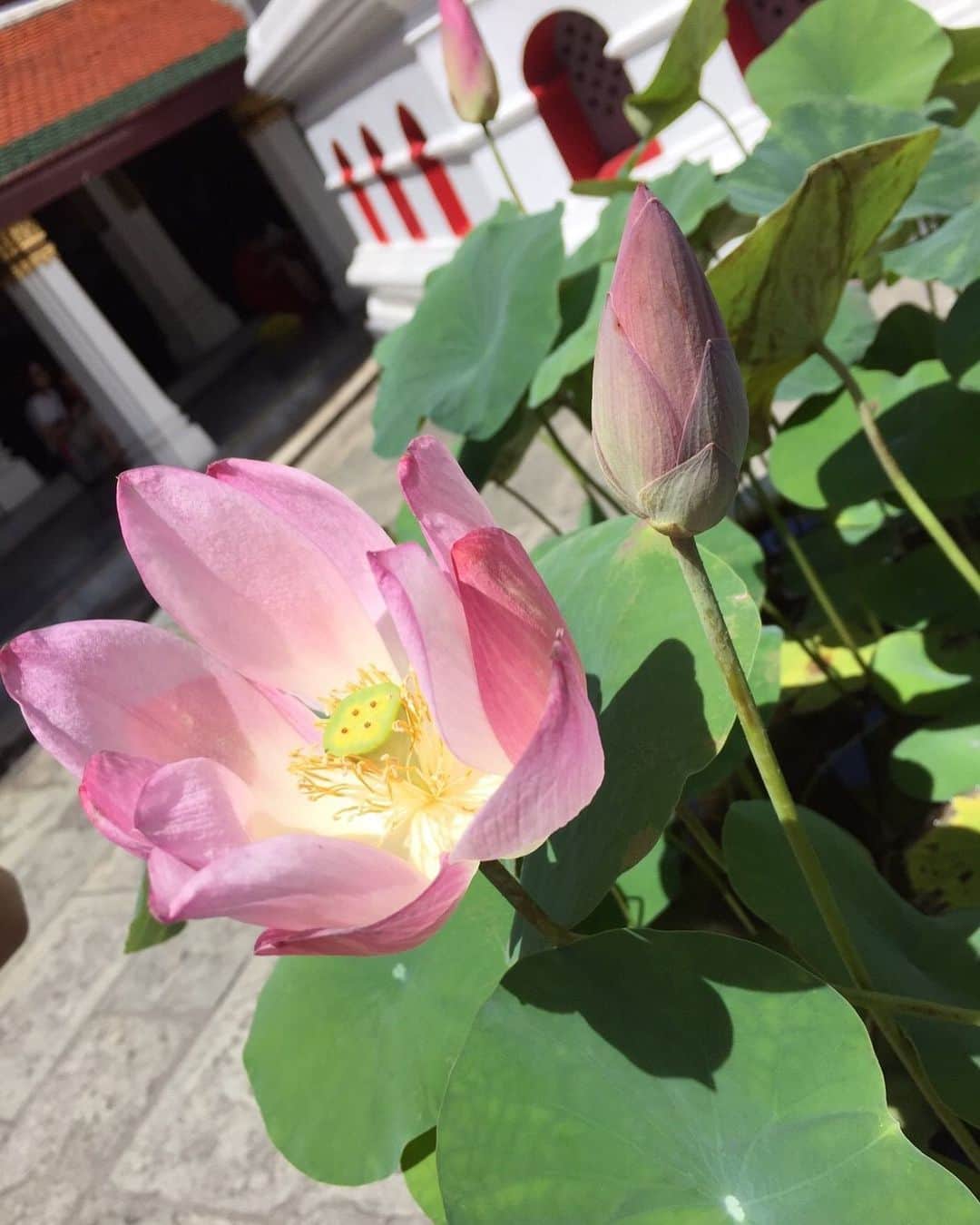 愛加あゆさんのインスタグラム写真 - (愛加あゆInstagram)「1ヶ月、過ぎるのは早い。﻿ ﻿ 世の中はどんどん進んでいきますね。﻿ ﻿ 今日は、お花の写真を。﻿ かつてタイの寺院に行って見つけた蓮の花です。﻿ 花言葉は「清らかな心」﻿ …清らかでありたいものです。﻿ ﻿ 明日も皆様にとって、﻿ 健康でよりよい一日となりますように(´ ˘ `∗)﻿ それでは、おやすみなさい。 ﻿ #花﻿ #蓮﻿ #タイ旅行﻿ #愛加あゆ﻿ ﻿」6月18日 0時50分 - manaka_ayu