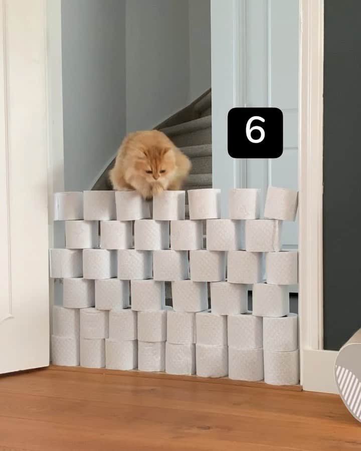Smoothieのインスタグラム：「Getting ready for the cat olympics. 😆 Full video link in bio!」