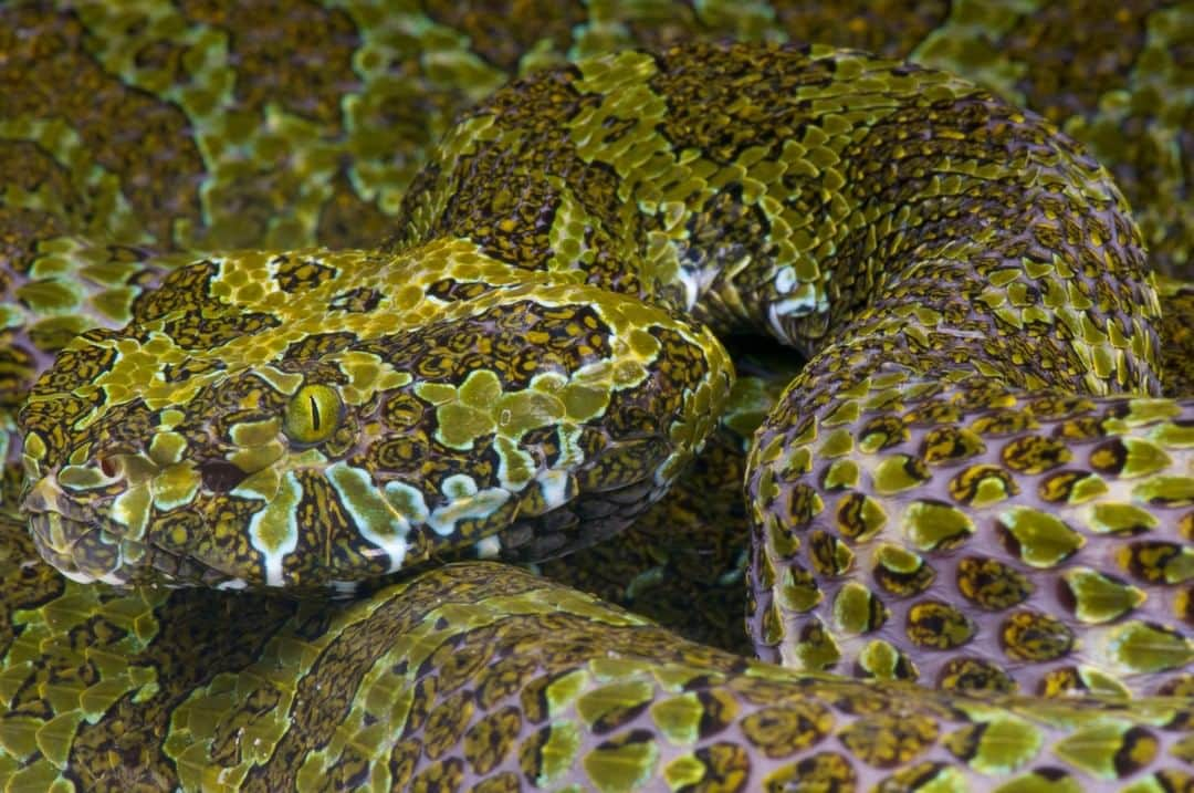 アニマルプラネットさんのインスタグラム写真 - (アニマルプラネットInstagram)「Records show the first sighting of a Mang Mountain pit viper was in 1989. That may be because its green and brown coloring is perfect camouflage for moving around the forest floor, and if the snake stays still, it seems to vanish! Pretty sneaky! 😲 . . #reptiles #herpetology #reptilephotography #reptilelove #snakes #photooftheday #pitviper #greensnakes」6月18日 1時00分 - animalplanet