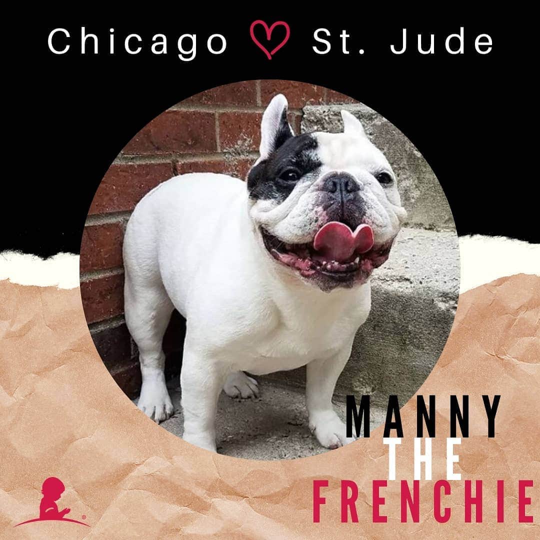 Manny The Frenchieのインスタグラム：「This month I am teaming up with the Chi#ForStJude campaign to support the kids and families at St. Jude Children’s Research Hospital. Join me as the Chicagoland community comes together to END childhood cancer. Because together, nothing is impossible. ❤️ Follow @stjudechicago to stay up to date on ways you can get involved throughout the month!」