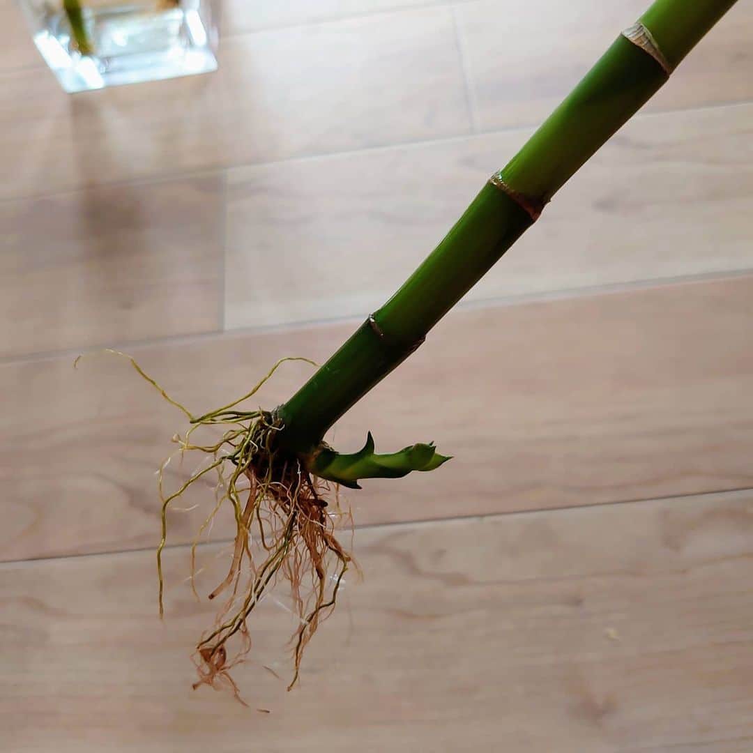 吉岡奈々子さんのインスタグラム写真 - (吉岡奈々子Instagram)「我が家のバンブーさんから新芽!? #バンブー #potd #土は苦手 #観葉植物 #根から芽が」6月18日 1時27分 - nanakoyoshioka