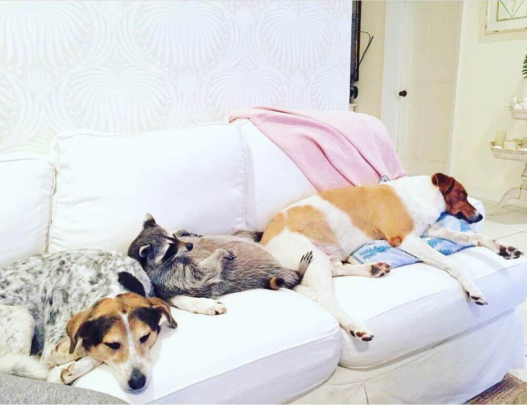 のインスタグラム：「When you refuse to get off the couch even after lockdown is lifted.」