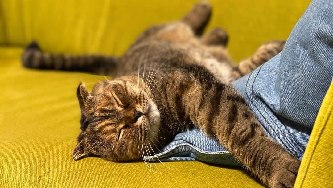 小林愛さんのインスタグラム写真 - (小林愛Instagram)「ソファに座ってたら、るーたんが来て寝始めた。 寝姿が、あまりに可愛くて夢中でカメラに収める、そんな真夜中です。  #猫  #ねこ #cat #猫との暮らし  #スコティッシュフォールド  #にゃんすたぐらむ　#youtube #るーたんあいたん」6月18日 1時43分 - love_me_ai