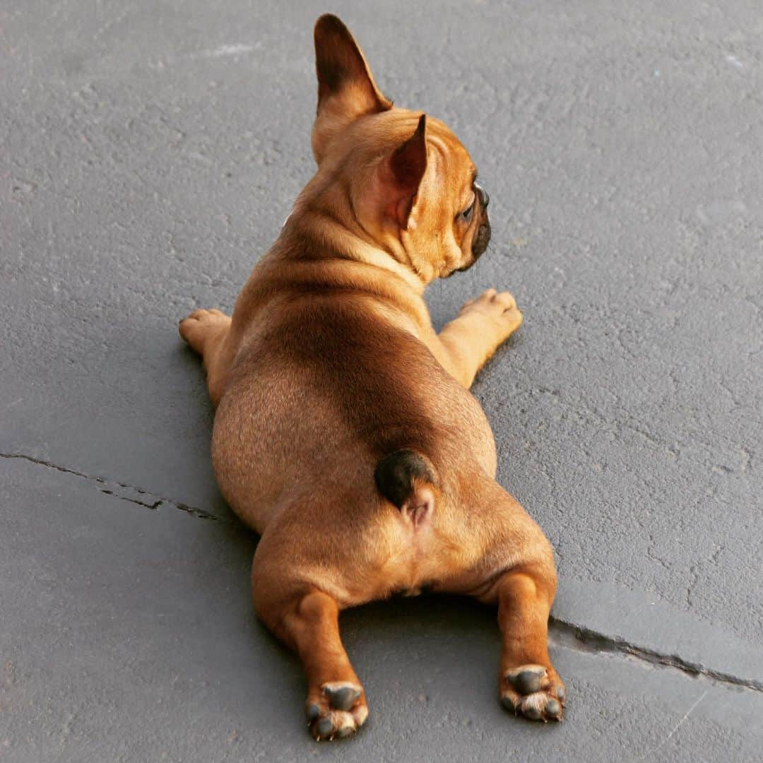 Regeneratti&Oliveira Kennelさんのインスタグラム写真 - (Regeneratti&Oliveira KennelInstagram)「Turkey legs❤️. . . . . . . #frenchbully #frenchielove #dogsandpals #frenchbulldogs #weeklyfluff #french_bulldogs #dogsofinstagram #dogsofinsta #puppiesofinstagram #puppylove #instadog #frenchie #frenchiesofinstagram #frenchielove #love #dailybarker #squishyfacecrew #frenchieoftheday #dogoftheday #lovemydog #frenchiegram #cutenessoverload #dog_features #frenchieringer #mydogiscutest #instapuppy #frenchielife #jmarcoz」6月18日 1時50分 - jmarcoz