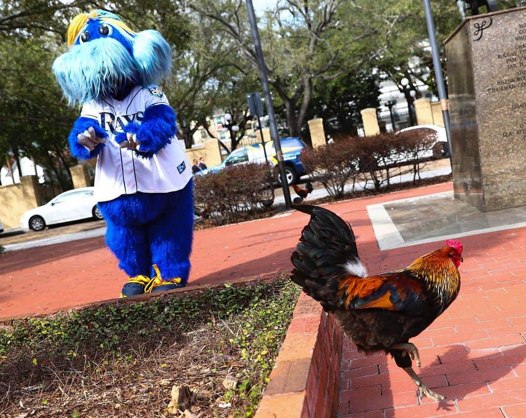 タンパベイ・レイズさんのインスタグラム写真 - (タンパベイ・レイズInstagram)「Someone said it was #NationalMascotDay」6月18日 1時58分 - raysbaseball