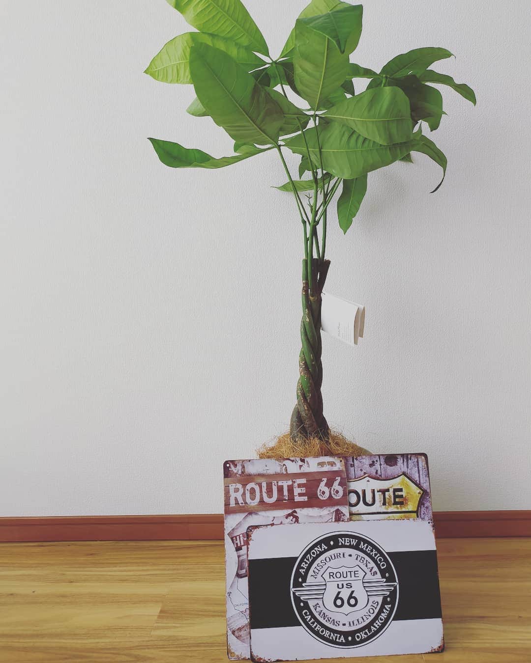 海老澤健次さんのインスタグラム写真 - (海老澤健次Instagram)「家に観葉植物がやってきました！そして、プレートもゲット！ 果たしてどんな家になるのか。  過ごしやすい家にしなくては☺  #海老澤健次 #観葉植物 #プレート #おしゃれ計画」6月18日 13時00分 - ebisawa_kenji
