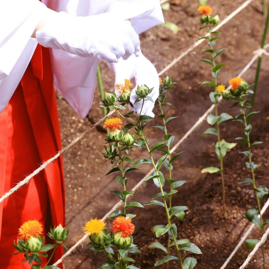 川越氷川神社さんのインスタグラム写真 - (川越氷川神社Instagram)「#川越氷川神社﻿ ﻿ 守札奉製所に作った畑の紅花が満開となりましたので、花弁を手摘みしました。埼玉秩父産の生糸をこの紅花で染め、赤い糸を作ります。﻿ ﻿ #紅花  #川越  #kawagoe  #紅」6月18日 11時33分 - kawagoe_hikawa