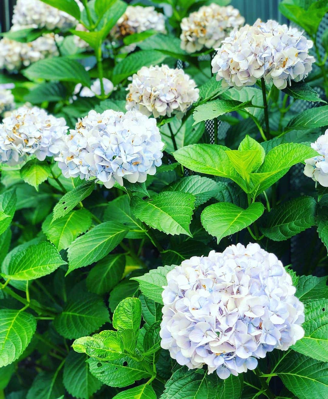 波岡一喜さんのインスタグラム写真 - (波岡一喜Instagram)「紫陽花 花言葉:辛抱強い愛情  TOUCH 21（日）の週 #井澤勇貴 #南圭介 #松田賢二 #鎌苅健太 #佐藤祐基」6月18日 11時38分 - kazuki_namioka