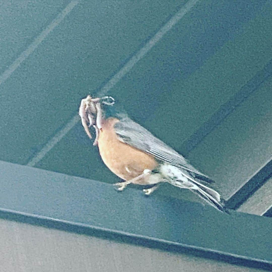 マーク・ホッパスさんのインスタグラム写真 - (マーク・ホッパスInstagram)「Look how many worms my dude caught! We have a nest in the eaves of our house and this guy goes out all day and every 15 minutes or so and comes back with worms and flying bugs and whatnot to feed the three babies.」6月18日 12時28分 - markhoppus