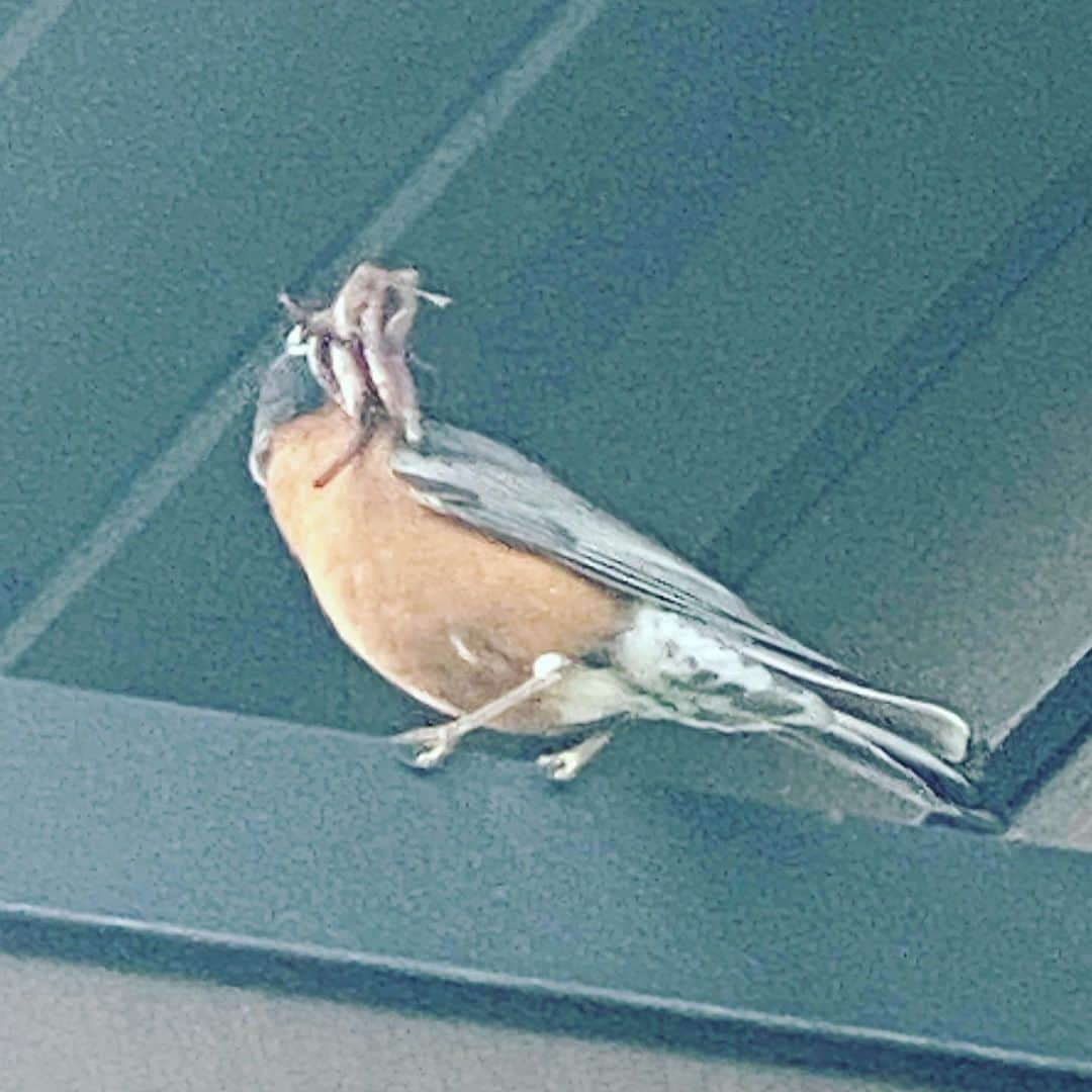 マーク・ホッパスさんのインスタグラム写真 - (マーク・ホッパスInstagram)「Look how many worms my dude caught! We have a nest in the eaves of our house and this guy goes out all day and every 15 minutes or so and comes back with worms and flying bugs and whatnot to feed the three babies.」6月18日 12時28分 - markhoppus