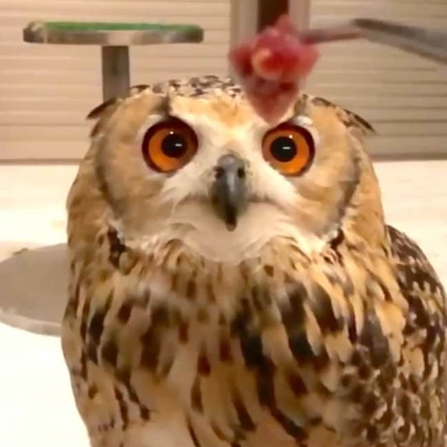 GEN3 Owlのインスタグラム：「上手に食べられない時もある😂 He is sometimes poor at eating. #owl #owlgaru」