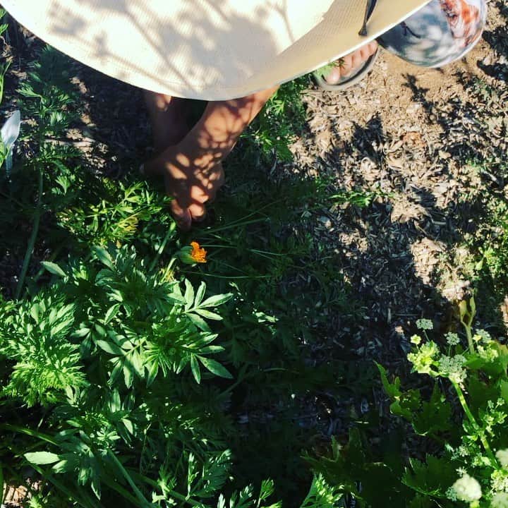 ケリスのインスタグラム：「Carrot suffle , sure . Anything for you guys .」