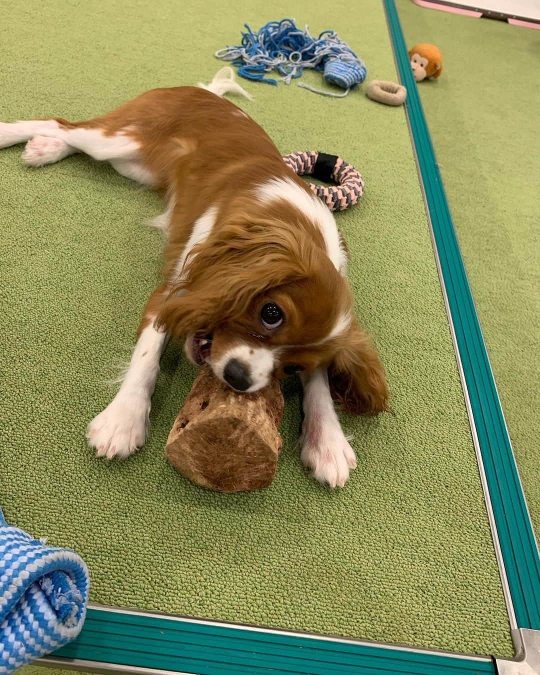 小池ジョアンナさんのインスタグラム写真 - (小池ジョアンナInstagram)「わんこの楽園🐶❤️🧡💛 最高に激かわで人懐っこいお犬達に囲まれて、幸せすぎた、、また行きたい🥰 #dog #dogcafe #犬カフェ #doglover」6月18日 12時48分 - joan711