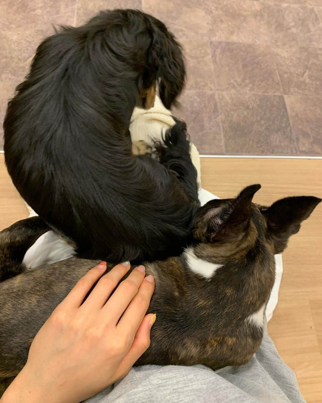 小池ジョアンナさんのインスタグラム写真 - (小池ジョアンナInstagram)「わんこの楽園🐶❤️🧡💛 最高に激かわで人懐っこいお犬達に囲まれて、幸せすぎた、、また行きたい🥰 #dog #dogcafe #犬カフェ #doglover」6月18日 12時48分 - joan711