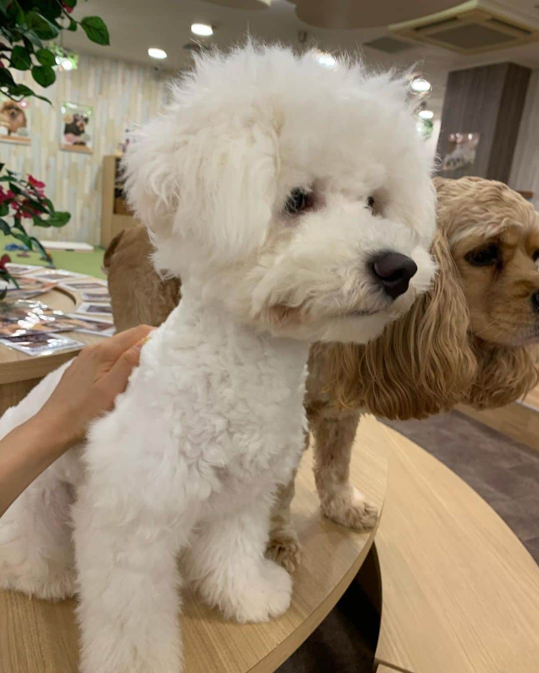 小池ジョアンナのインスタグラム：「わんこの楽園🐶❤️🧡💛 最高に激かわで人懐っこいお犬達に囲まれて、幸せすぎた、、また行きたい🥰 #dog #dogcafe #犬カフェ #doglover」