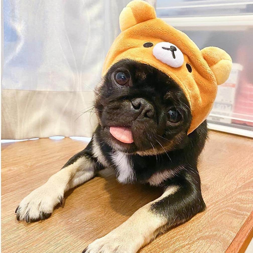 Rilakkuma US（リラックマ）さんのインスタグラム写真 - (Rilakkuma US（リラックマ）Instagram)「@shoyu_the_puggu is looking cute as a button in this Rilakkuma hat! Tag a friend who needs some extra happiness in their day today! . . . #RilakkumaUS #rilakkuma #sanx #Kawaii #pets #cutepets #dogs #dogsofinstagram #リラックマ #サンエックス」6月18日 4時00分 - rilakkumaus
