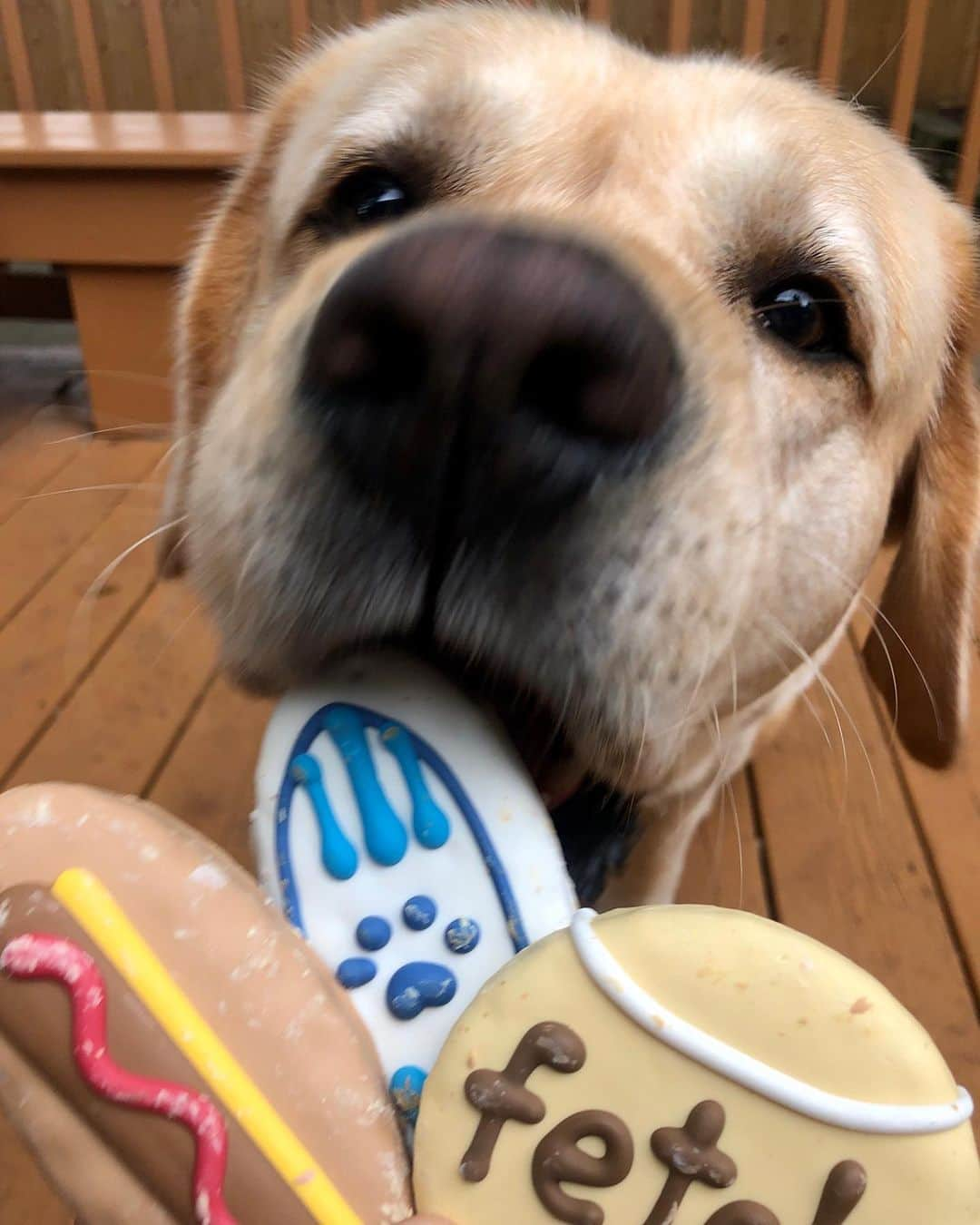 Huckさんのインスタグラム写真 - (HuckInstagram)「Mom bought me some special treats since today is MY 5TH BIRTHDAY! Its time to pawwty! 💙🎈🎉🐾 . . . . . . . . . #happybirthday #talesofalab #yellowlab #labsofinstagram #worldofmylab #fab_labs_ #labradorretriever #labrador_class #thelablove_feature #englishlabrador #yellowlabsofinstagram #labphotooftheday #instalab #yellowlabsquad #labstagram #itsaparty」6月18日 4時27分 - yellow_lab_named_huck