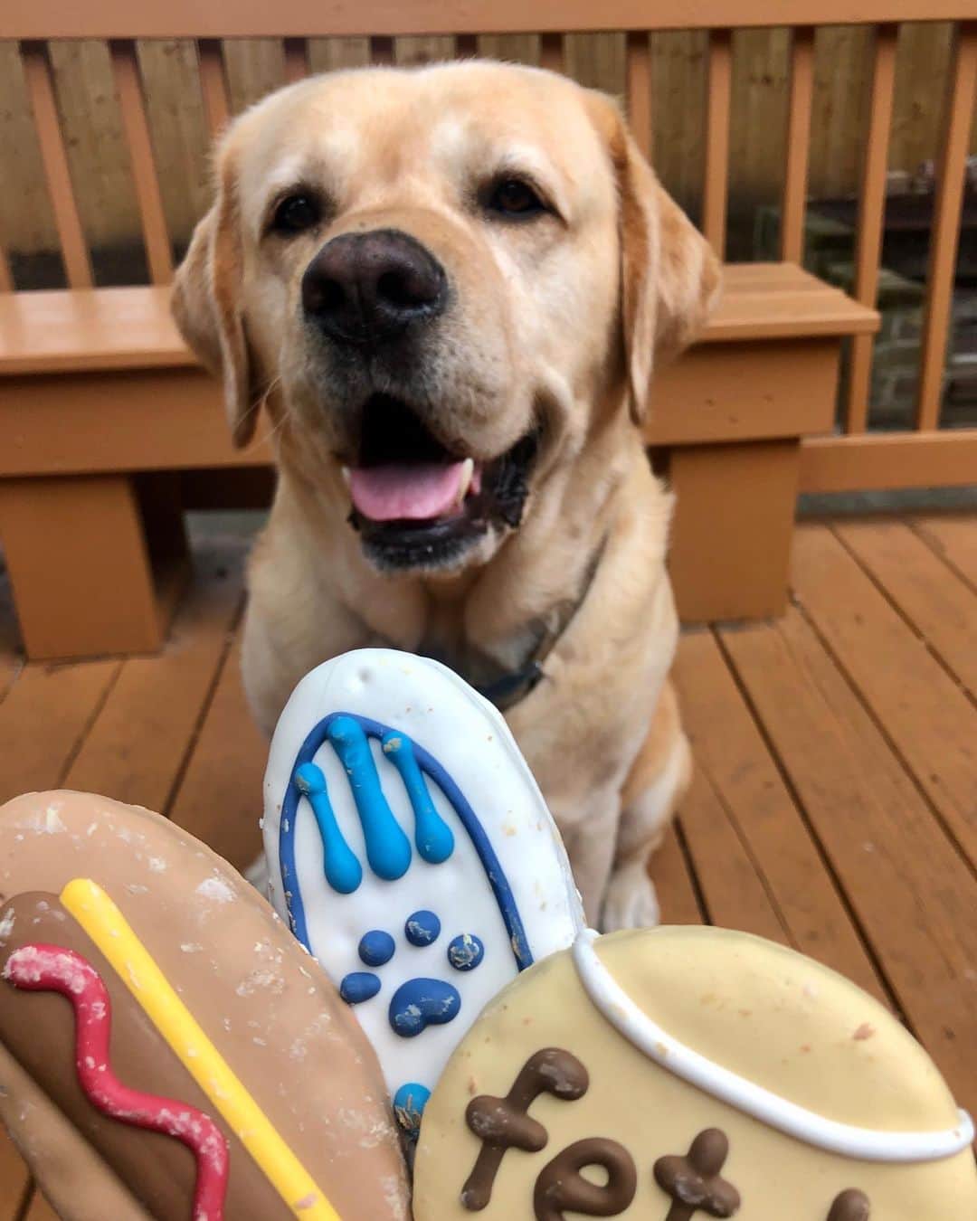 Huckのインスタグラム：「Mom bought me some special treats since today is MY 5TH BIRTHDAY! Its time to pawwty! 💙🎈🎉🐾 . . . . . . . . . #happybirthday #talesofalab #yellowlab #labsofinstagram #worldofmylab #fab_labs_ #labradorretriever #labrador_class #thelablove_feature #englishlabrador #yellowlabsofinstagram #labphotooftheday #instalab #yellowlabsquad #labstagram #itsaparty」
