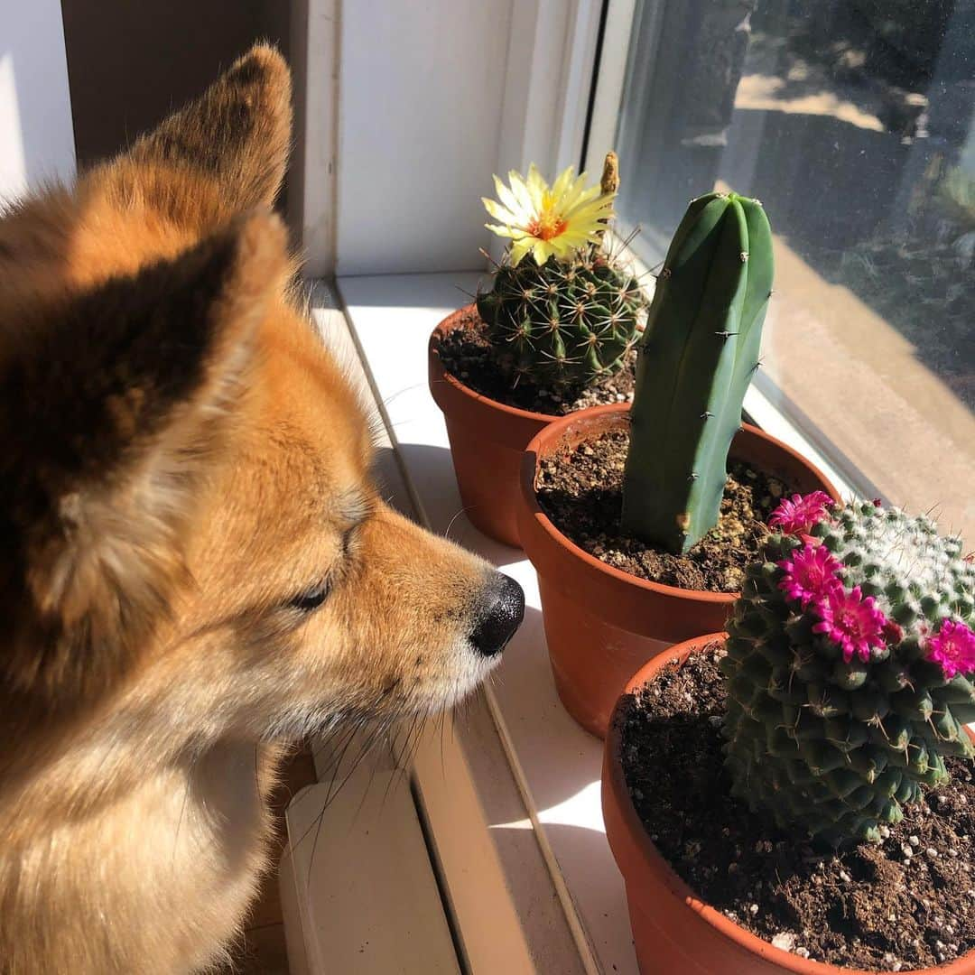 マディソン・ハベルのインスタグラム：「@supernovadh is looking longingly out the window because she wants to go on a walk... can’t she see I am busy taking photos of all the houseplants?」