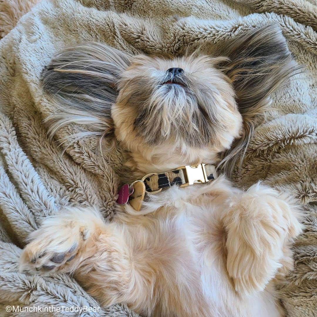 Original Teddy Bear Dogさんのインスタグラム写真 - (Original Teddy Bear DogInstagram)「Me, living my best life 🙃😴🐶」6月18日 5時29分 - munchkintheteddybear